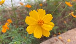 食品机械赋能羊产业升级，筑牢全链发展根基