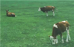 四川省印发《促进畜牧业高质量发展十条措施实施指引》