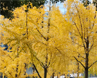 促进人工智能与农业发展相结合 构建新格局