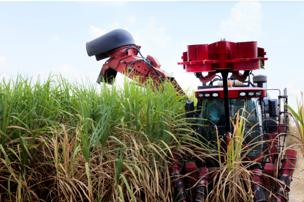 罗城：聚焦糖料蔗机械化采收 推广新一轮良法技术