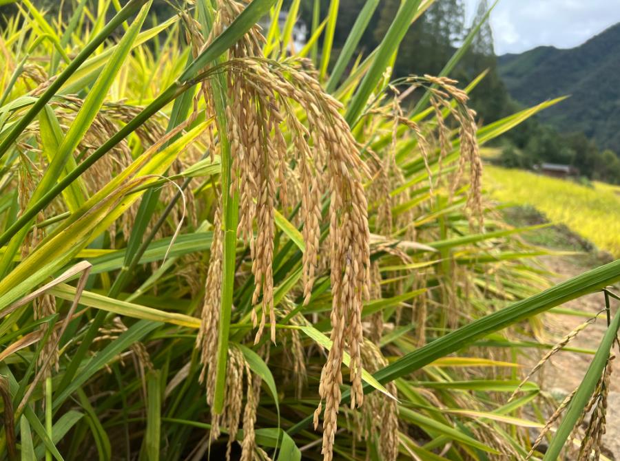 安徽省將茶葉紅外緊條機、糧食包裝機等9類農(nóng)機納入農(nóng)機創(chuàng)新產(chǎn)品補貼范圍