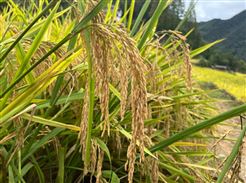 安徽省将9类农机纳入农机创新产品补贴范围